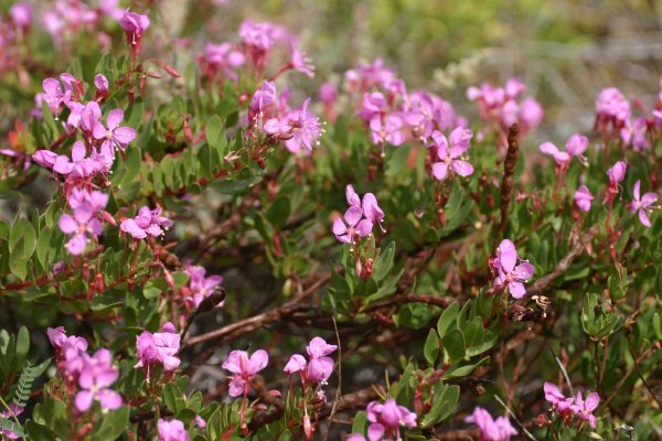 wild beauty
